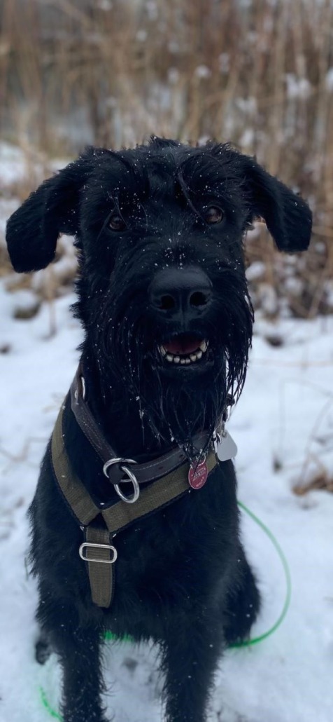 Brody unser Senior Feelgoodmanager
